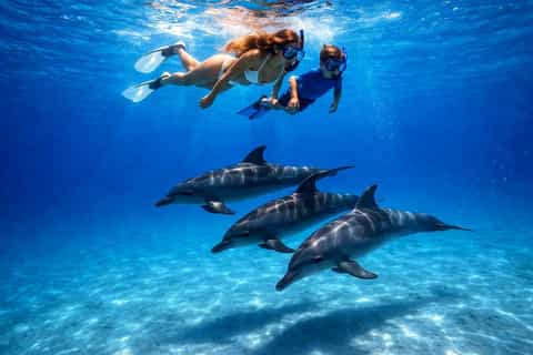 Delfinschwimmen
